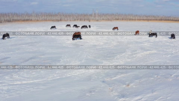 Восточная Сибирь, лошади пасутся в снежной степи. Вид с воздуха. Eastern Siberia, horses grazing in the snowy steppe. Aerial view. Стоковое видео, видеограф Евгений Романов / Фотобанк Лори