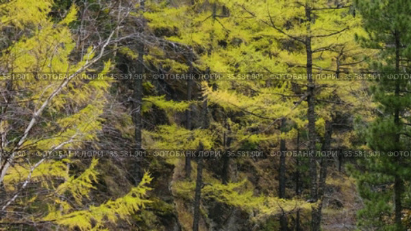 Восточные Саяны осенью. Лиственница на склоне горы. Eastern Sayans in autumn. Larch on the mountainside. Стоковое видео, видеограф Евгений Романов / Фотобанк Лори