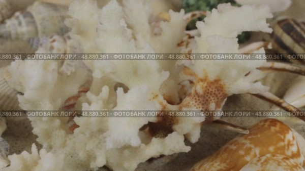 Вращение кораллов и ракушек, лежащих на песке. Крупный план. Стоковое видео, видеограф Александр Собко / Фотобанк Лори