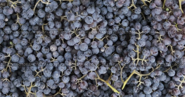 Вращение. Куча целых, спелых виноградных гроздей. Вид сверху. Rotation. Heap of whole, ripe grape bunches. Стоковое видео, видеограф Александр Собко / Фотобанк Лори