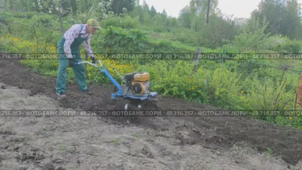 Вспашка огорода мотоблоком. Редакционное видео, видеограф Виктор Нечаев / Фотобанк Лори