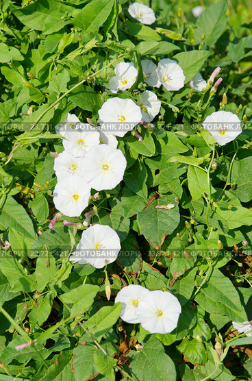 Вьюнок полевой (лат. Convolvulus arvensis) Стоковое фото, фотограф Елена Коромыслова / Фотобанк Лори