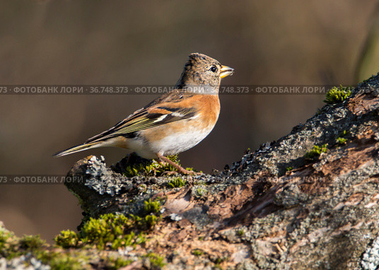 Вьюрок или юрок (Fringilla montifringilla) - Brambling. Стоковое фото, фотограф Галина Савина / Фотобанк Лори
