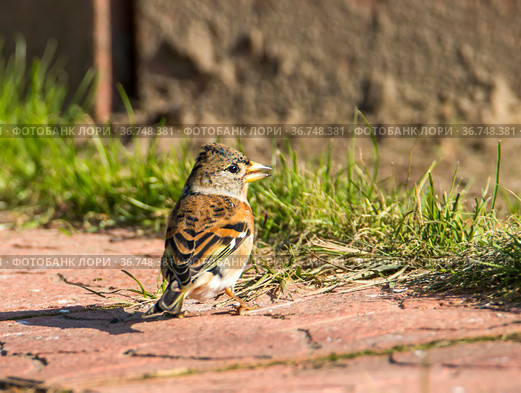 Вьюрок, или юрок (Fringilla montifringilla) - Brambling. Стоковое фото, фотограф Галина Савина / Фотобанк Лори