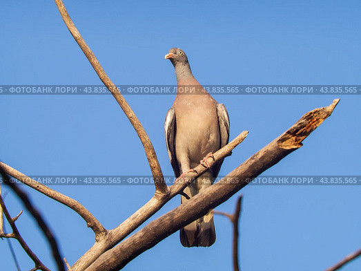 Вяхирь (лат. Columba palumbus) Стоковое фото, фотограф Алексей Букреев / Фотобанк Лори