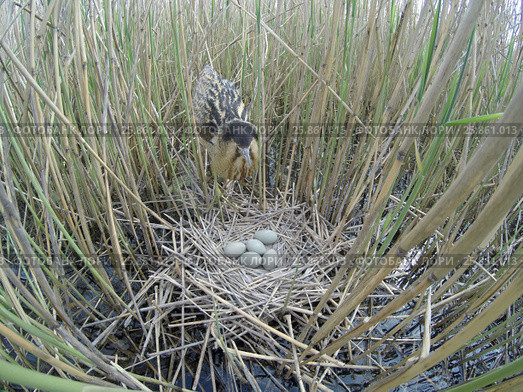 Выпь большая. Bittern (Botaurus stellaris). Стоковое фото, фотограф Василий Вишневский / Фотобанк Лори