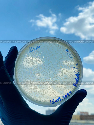 Выращивание и тестирование колоний генномодифицированных бактерий Escherichia coli (кишечная палочка) на питательной среде на чашках Петри. Стоковое фото, фотограф Alex / Фотобанк Лори