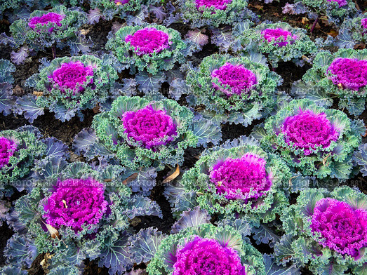 Высаженная рядами декоративная капуста (Brassica oleracea var. acephala) Стоковое фото, фотограф Вячеслав Палес / Фотобанк Лори