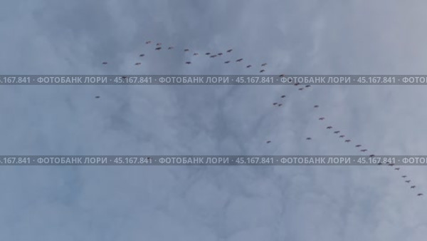 Высоко в небе летят стаи птиц. Миграция птиц в Подмосковье. Стоковое видео, видеограф Щеголева Ольга / Фотобанк Лори