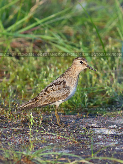 Взрослый белохвостый песочник (Calidris temminckii), птица на фоне травы. Ямало-Ненецкий автономный округ. Стоковое фото, фотограф Григорий Писоцкий / Фотобанк Лори