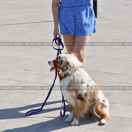 walking an animal. Woman's legs and motley dog. Стоковое фото, фотограф Володина Ольга / Фотобанк Лори