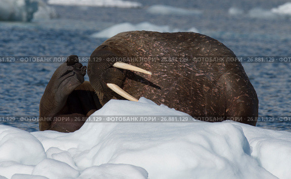 Walrus on ice flow. Стоковое фото, фотограф Vladimir / Фотобанк Лори