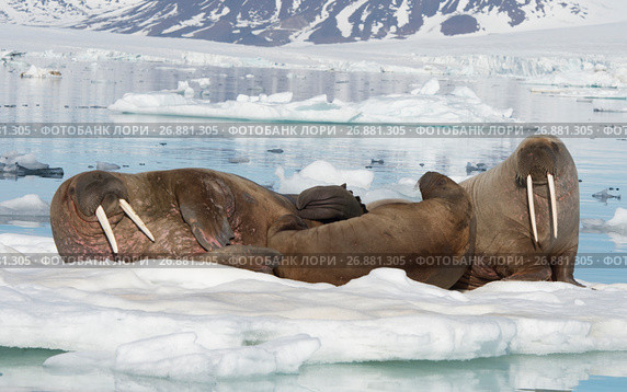 Walruses on ice flow. Стоковое фото, фотограф Vladimir / Фотобанк Лори