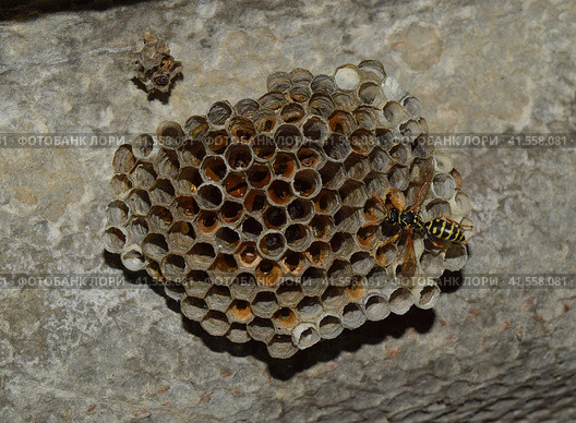 Wasp nest with wasps sitting on it. Стоковое фото, фотограф Леонид Еремейчук / Фотобанк Лори