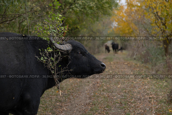 Water buffalo (Bubalis murrensis) with a branch on the horns stands on a dirt road. Стоковое фото, фотограф Некрасов Андрей / Фотобанк Лори