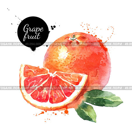 Watercolor hand drawn pink grapefruits. Isolated eco natural food fruits vector illustration on white background. Стоковая иллюстрация, агентство Ingram Publishing / Фотобанк Лори