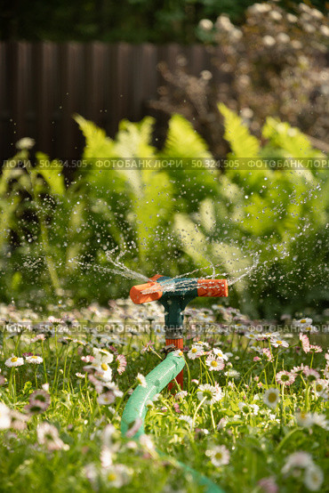 Watering garden with a hose at heat summer. Close up. Стоковое фото, фотограф Светлана Лажко / Фотобанк Лори