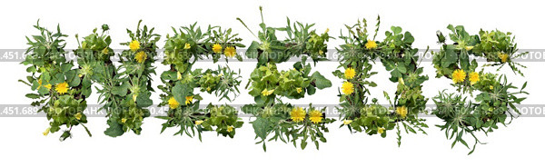 Weeds and dandelion with clover and crab grass pest weed problem as unwanted plants as a symbol for herbicide use in the garden or gardening for lawn care isolated on white. Стоковое фото, агентство Ingram Publishing / Фотобанк Лори
