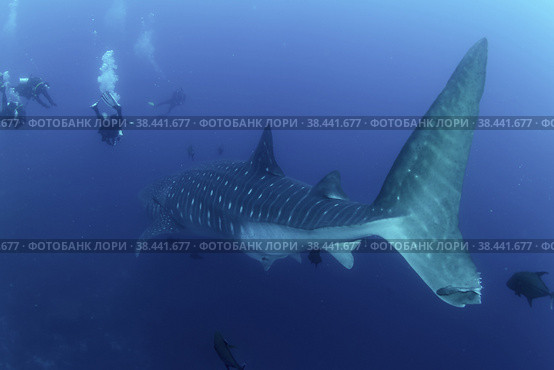 Whale shark (Rhincodon typus) mammal swimming in tropical underwaters rear view. Shark in underwater wild animal world. Observation of wildlife ocean. Scuba diving adventure in Ecuador coast. Стоковое фото, фотограф Aleksandr Golubev / Фотобанк Лори