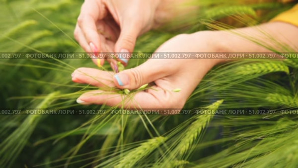Wheat Barley Inspection Field: Hands examining immature grains for quality control during springtime growth. Стоковое видео, видеограф svetograph / Фотобанк Лори
