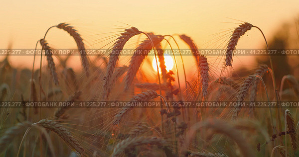 Wheat field close-up. Summer grass, plant silhouettes on the background of the big sun, sunset, dawn. Стоковое фото, фотограф Igor Tichonow / Фотобанк Лори