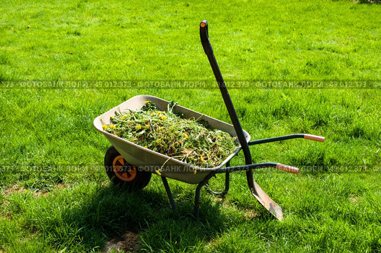 Wheelbarrow filled with weed in garden. Стоковое фото, агентство Ingram Publishing / Фотобанк Лори