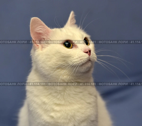 White albino cat. Стоковое фото, фотограф Анна Кривицкая / Фотобанк Лори