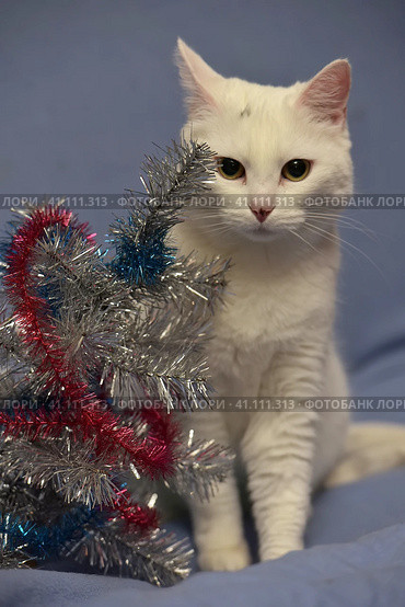 White albino cat on a blue background. Стоковое фото, фотограф Анна Кривицкая / Фотобанк Лори