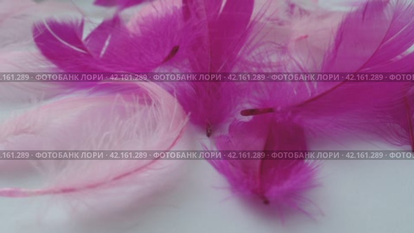 White and pink feathers sway in the wind. Soft touch. Lightness of feathers. Tenderness. Feathers are epidermal growths that form a distinctive outer covering, or plumage, avian bird and dinosaurs. Стоковое видео, видеограф Юлия Петровская / Фотобанк Лори