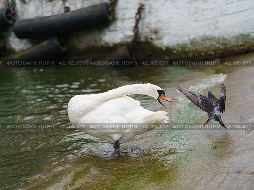White beautiful swan hisses at the incoming pigeon in the harbor in the summer day. Animal behavior in the wild. Стоковое фото, фотограф YuryKara / Фотобанк Лори