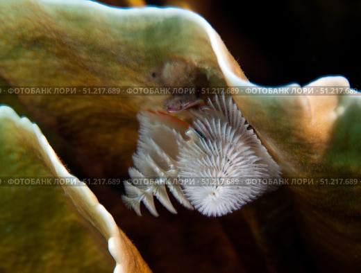 White Christmas Tree Worms, Key Largo, Florida. Michael Wood/Stocktrek Images/TASS. Стоковое фото, агентство ТАСС / Фотобанк Лори