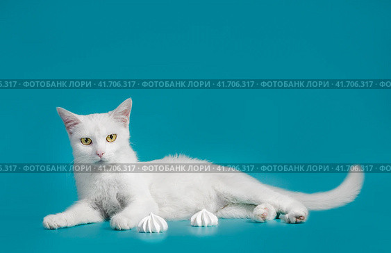 white contented cat lies on a turquoise background next to meringues. Стоковое фото, фотограф Артем Курутин / Фотобанк Лори