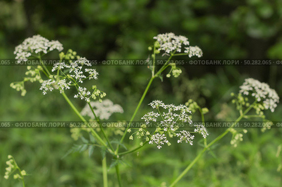 White flowers of Anthriscus sylvestris close-up on a green. Стоковое фото, фотограф Марина Демидюк / Фотобанк Лори