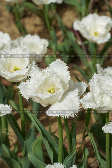 White fringed tulips in full bloom at the Istanbul Tulip Festival in Emirgan Park. Стоковое фото, фотограф Софья Соломонова / Фотобанк Лори