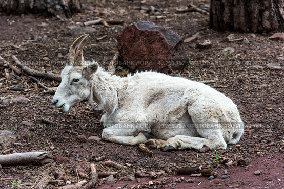 White goat in the rain. Стоковое фото, фотограф Анна Кривицкая / Фотобанк Лори