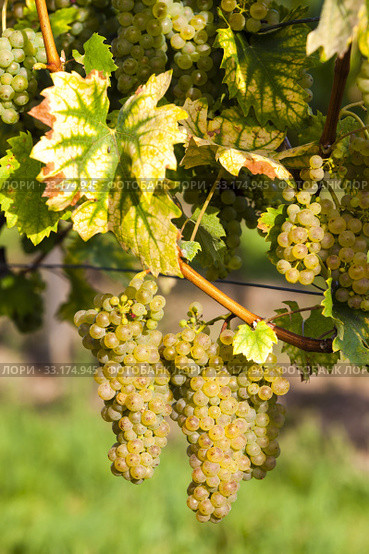 white grapes in vineyard, Southern Moravia, Czech Republic. Стоковое фото, фотограф Richard Semik / Smarterpix / Фотобанк Лори