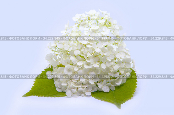 White hydrangea branch on a light blue background. Стоковое фото, фотограф Татьяна Белова / Фотобанк Лори