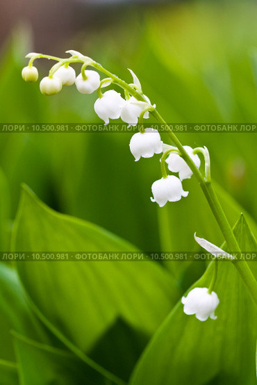 White lilies flowers. Стоковое фото, фотограф Artur Wojteczek / PantherMedia / Фотобанк Лори