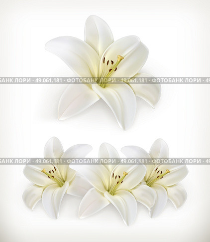 White lily, vector icons. Стоковая иллюстрация, агентство Ingram Publishing / Фотобанк Лори
