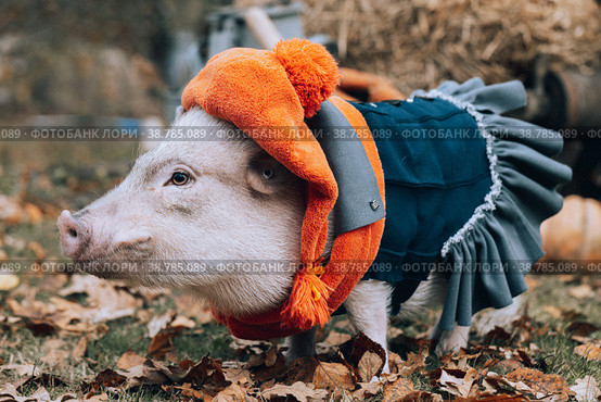 White mini pig in a smart suit posing on an autumn background. Стоковое фото, фотограф Ольга Сейфутдинова / Фотобанк Лори