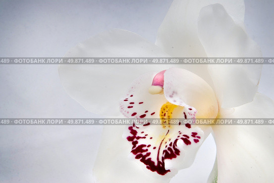 white orchid. Стоковое фото, агентство Ingram Publishing / Фотобанк Лори