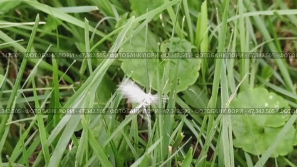 White Pterophorus (Pterophorus pentadactyla). The second name is the five-fingered fingerwing. Pterophorus is a type of butterfly that cannot fold its wings. The insect is white, thin and graceful. Стоковое видео, видеограф Andrew_Swarga / Фотобанк Лори