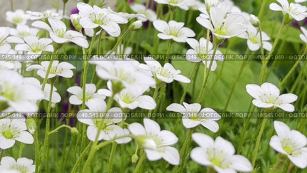 White small decorative flowers swing in the light wind. Background for the screensaver. Стоковое видео, видеограф Ярославский Максим / Фотобанк Лори