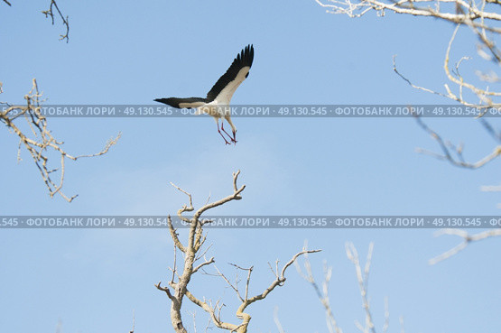White Stork Flying. Стоковое фото, агентство Ingram Publishing / Фотобанк Лори