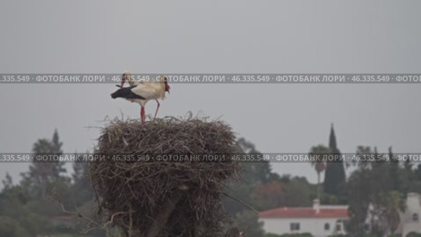 White storks banging beaks. Стоковое видео, видеограф Михаил Коханчиков / Фотобанк Лори