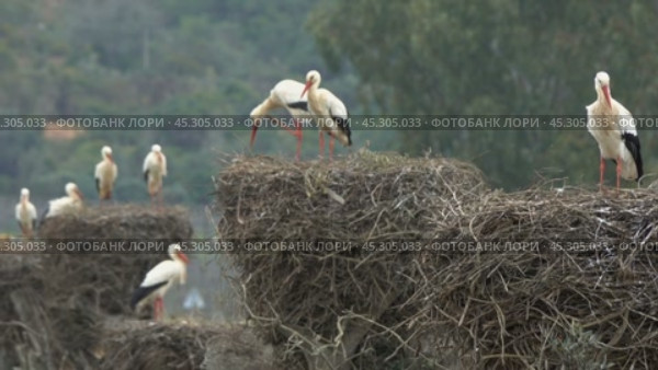 White storks in the nest. Стоковое видео, видеограф Михаил Коханчиков / Фотобанк Лори