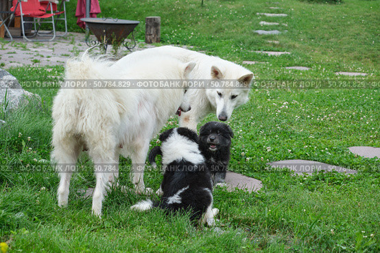 White Swiss Shepherd, samoyed mother dog and her puppies are on the grass in the garden. Стоковое фото, фотограф Сергей Пристяжнюк (Serg Zastavkin) / Фотобанк Лори