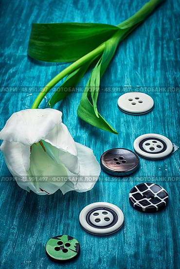 white tulip and buttons for clothing on light blue wooden background. white tulip and buttons. Стоковое фото, агентство Ingram Publishing / Фотобанк Лори