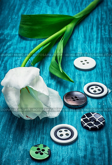 white tulip and buttons for clothing on light blue wooden background. white tulip and buttons. Стоковое фото, агентство Ingram Publishing / Фотобанк Лори