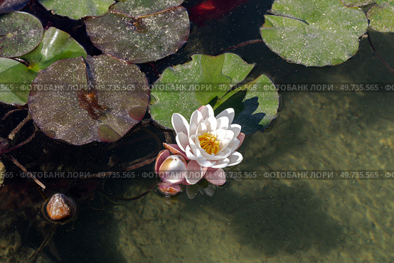 White, water lilies grow in a pond close-up. Стоковое фото, фотограф Татьяна Ляпи / Фотобанк Лори